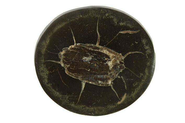 Polished Fish Coprolite (Fossil Poo) Nodule Half - Scotland #282255